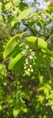 Bird Cherry (Prunus padus)