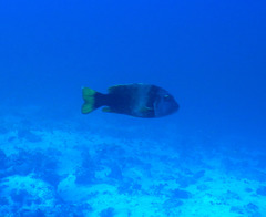 Lethrinus erythracanthus