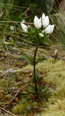 Gentianella montana