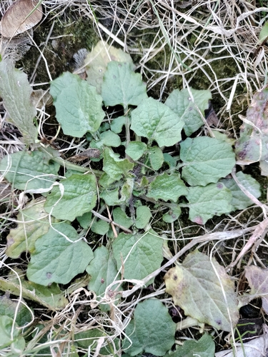 nipplewort (Lapsana communis)