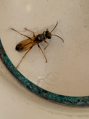 Sceliphron formosum