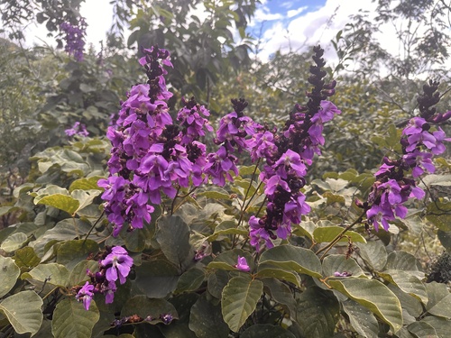 Macropsychanthus violaceus