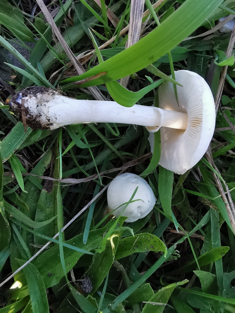 Leucocoprinus leucothites · April 2026 · photo: © luisa5719 (iNaturalist, cc-by)