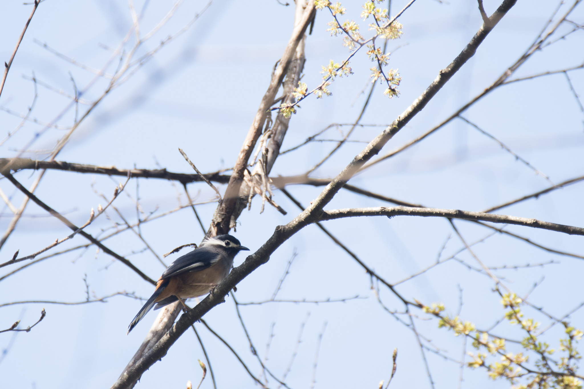 White-eared Sibia (Heterophasia auricularis), photo 10