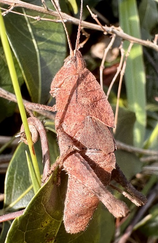 Colpolopha minuta