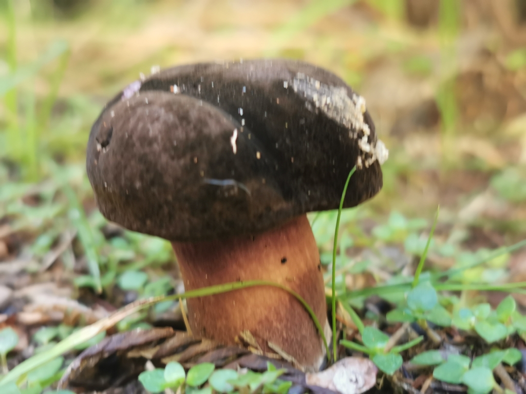Tylopilus formosus · April 2026 · photo: © luisa5719 (iNaturalist, cc-by)
