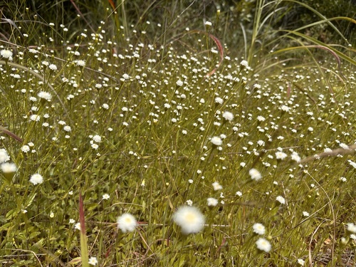 Comanthera elegans