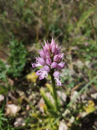 Naked-man Orchid