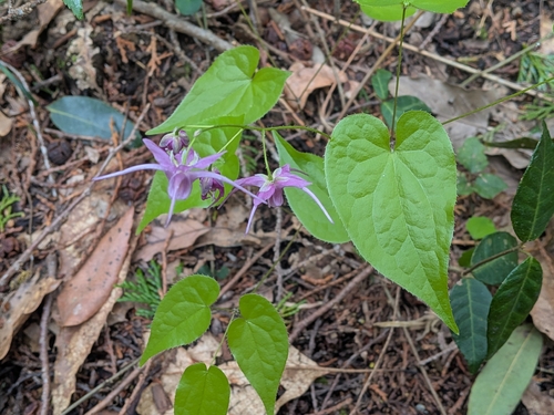 Epimedium sempervirens