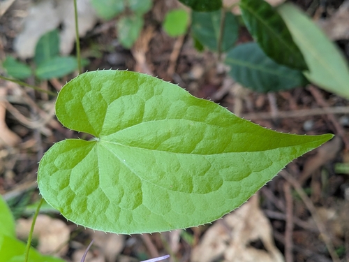 Epimedium sempervirens, photograph 1