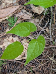 Epimedium sempervirens, photograph plant 0302, CC BY, iNaturalist via GBIF