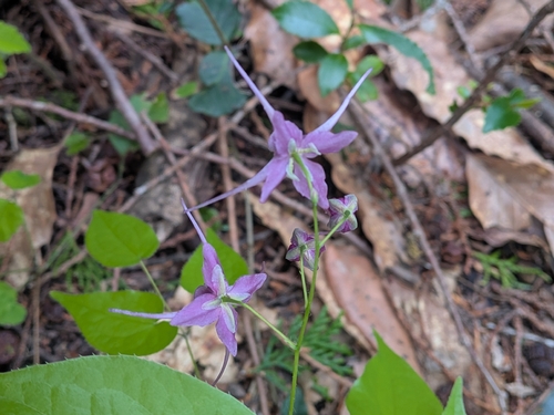 Epimedium sempervirens, photograph 3