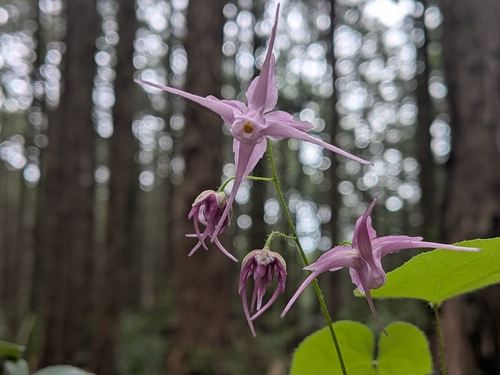 Epimedium sempervirens, photograph 4