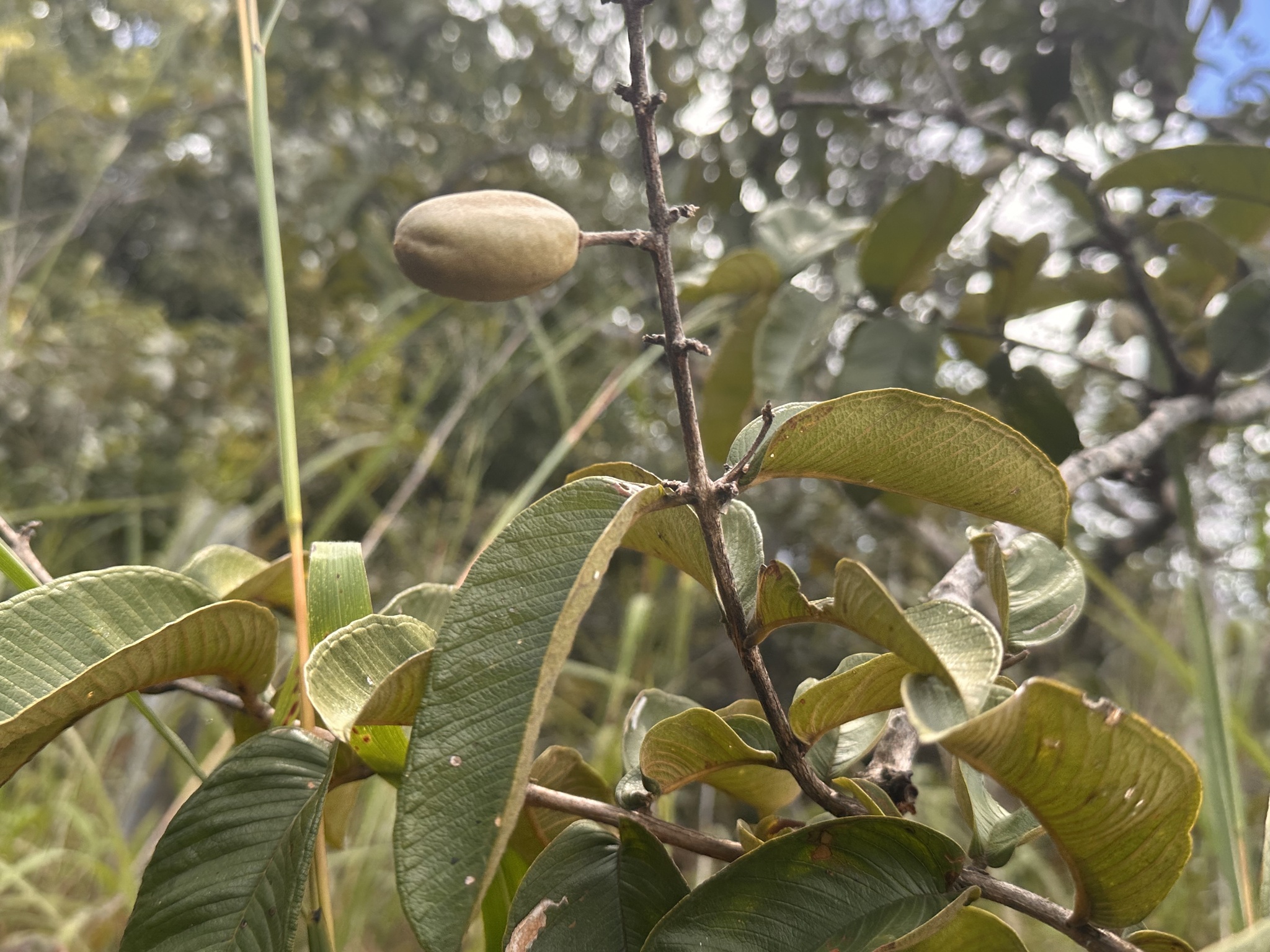 Qualea multiflora