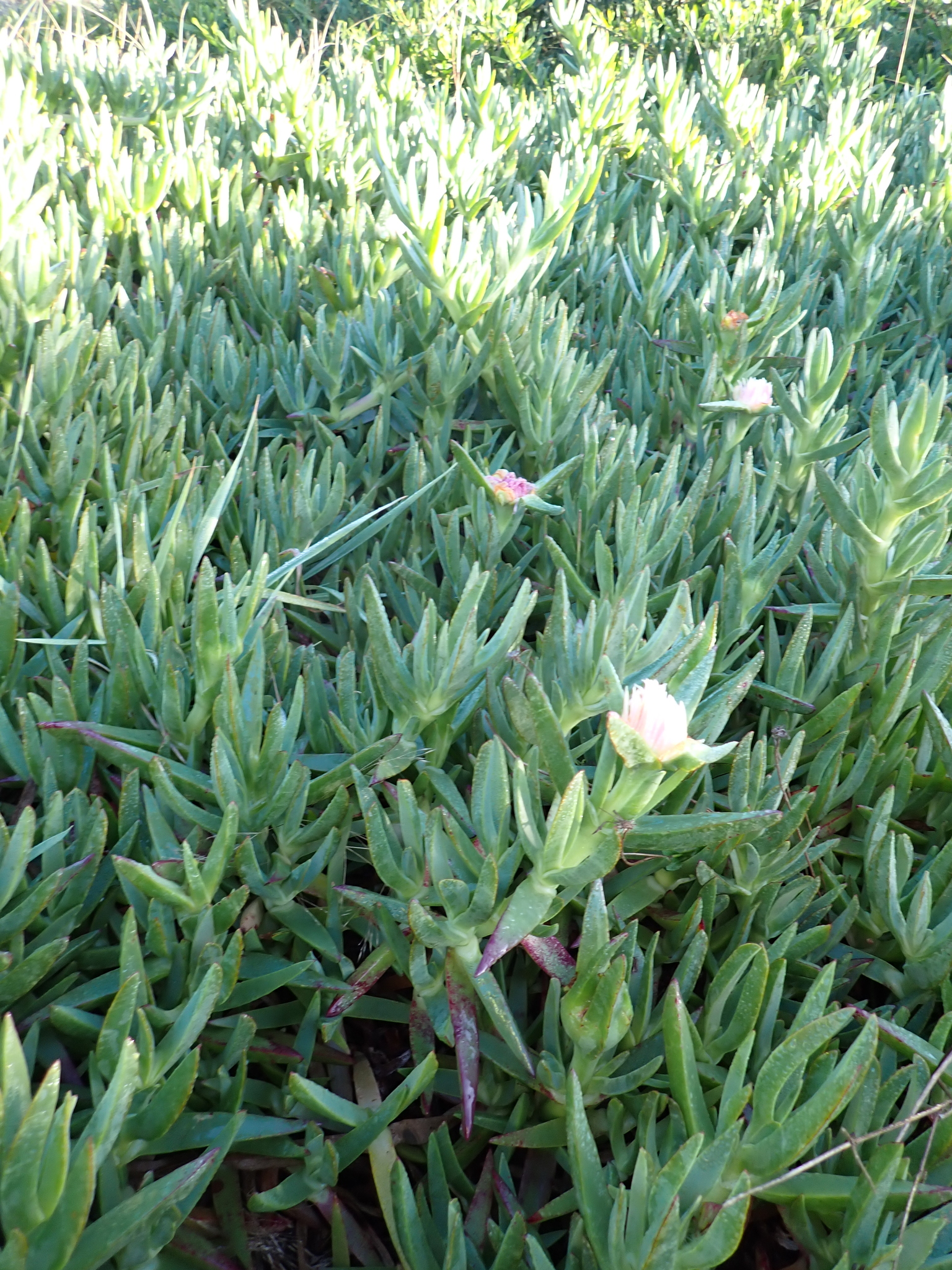 Sea Fig (Carpobrotus edulis)