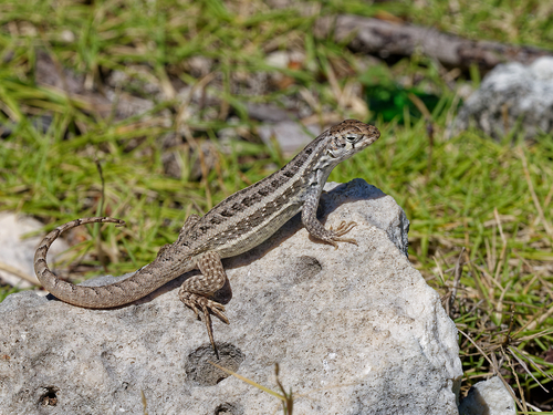 Mountain Curlytail Lizard