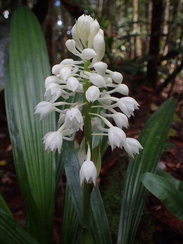 Calanthe hololeuca observed 2026-04-09