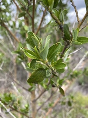 Ceanothus cyaneus