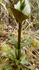 Gentianella montana
