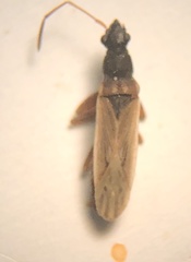 Paromius longulus