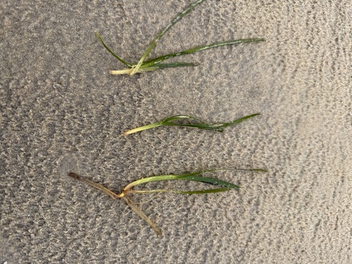 Dwarf Grass-wrack (Zostera muelleri)