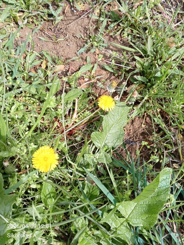 Red-Seeded Dandelion (Taraxacum erythrospermum)