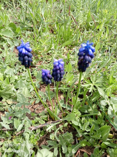 Grape hyacinth (Muscari neglectum)