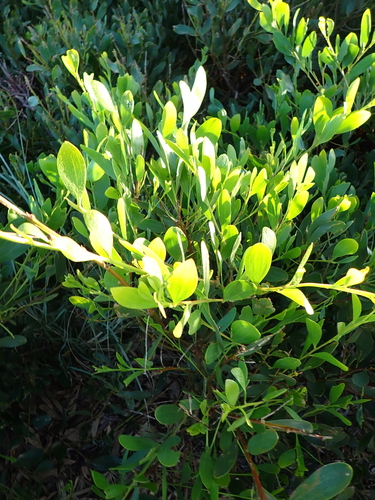 Sydney Golden Wattle (Acacia longifolia)