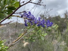 Ceanothus cyaneus