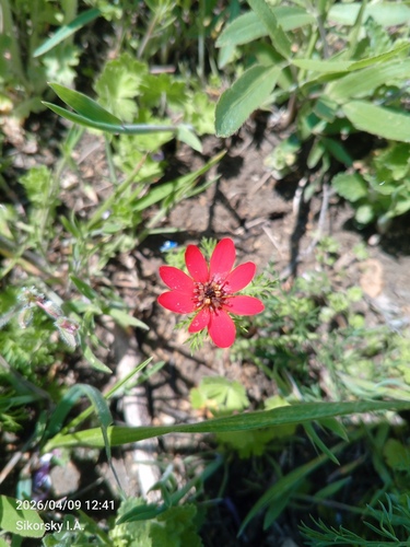 Scarlet Pheasant's-eye (Adonis flammea)