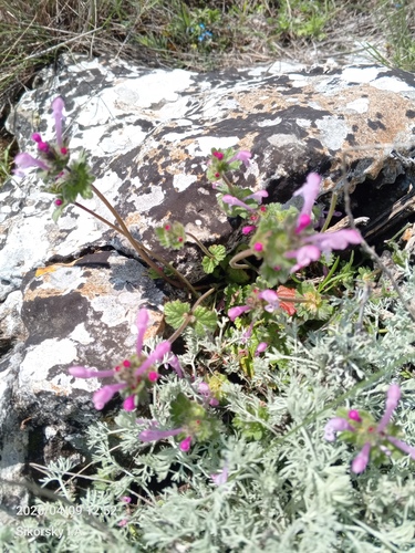 henbit deadnettle (Lamium amplexicaule)