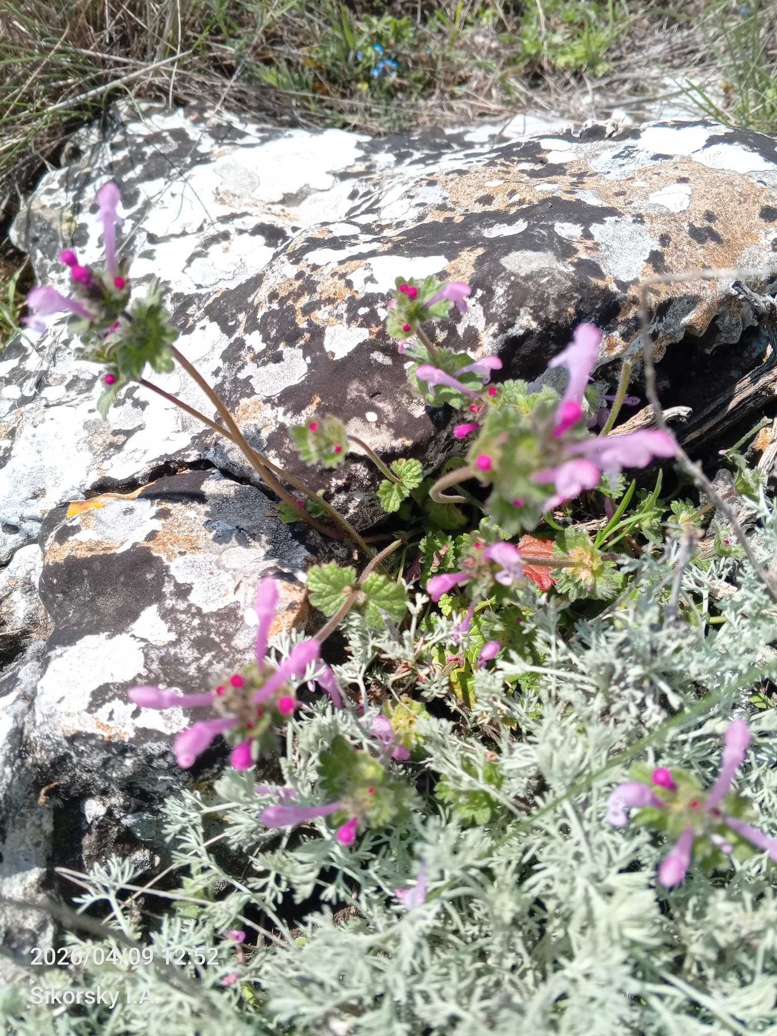 Henbit Deadnettle (Lamium amplexicaule)