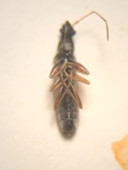 Paromius longulus