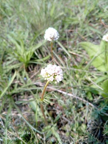 Tuberous Valerian (Valeriana tuberosa)