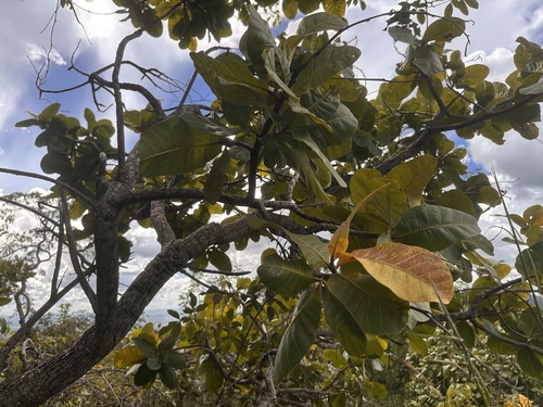 Pouteria ramiflora