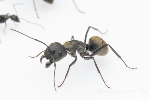 拟哀弓背蚁Camponotus pseudolendus