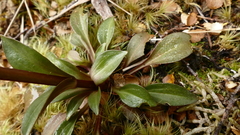 Gentianella montana