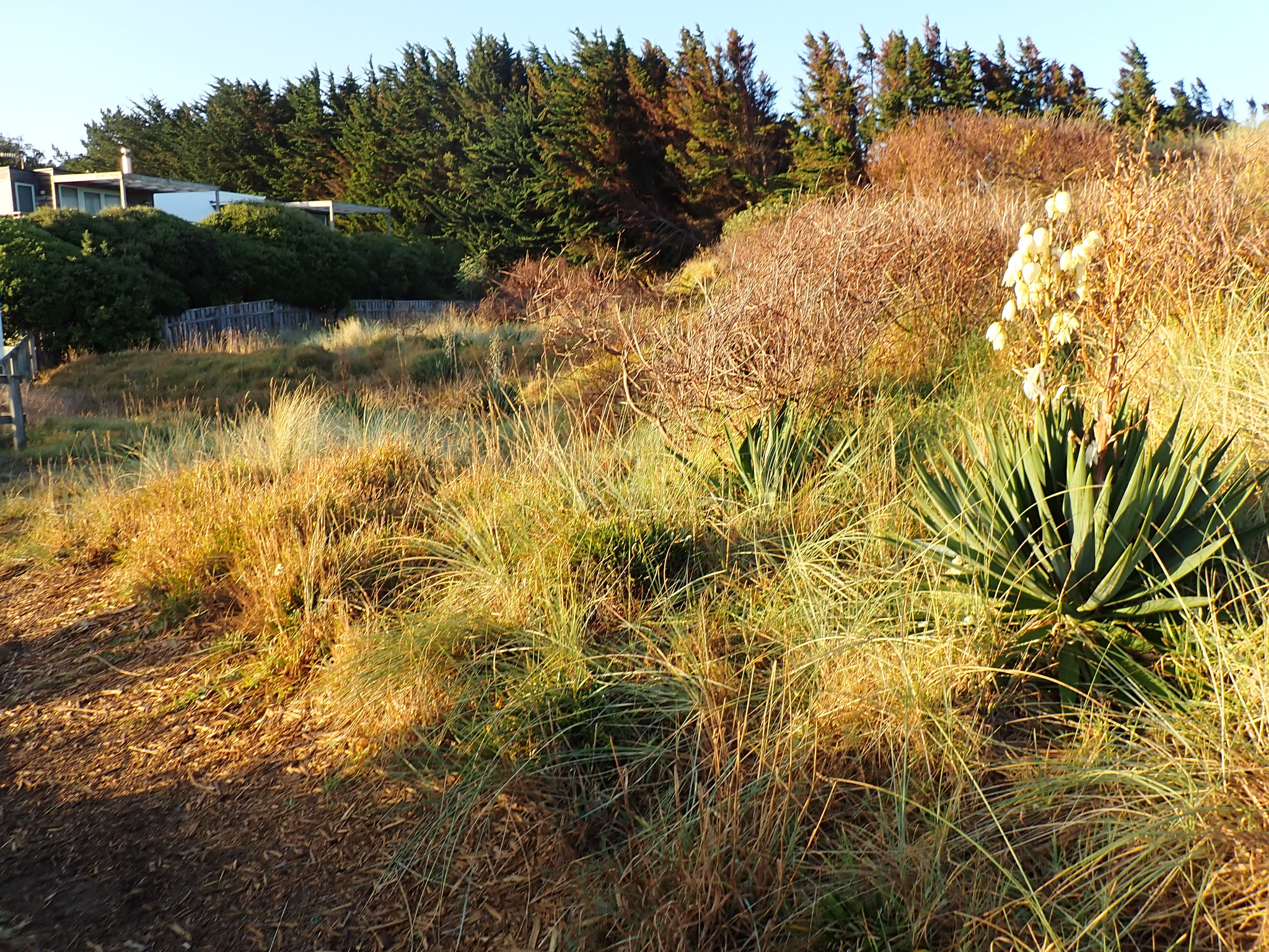 Moundlily Yucca (Yucca gloriosa)