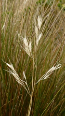Chionochloa acicularis
