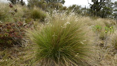 Chionochloa acicularis