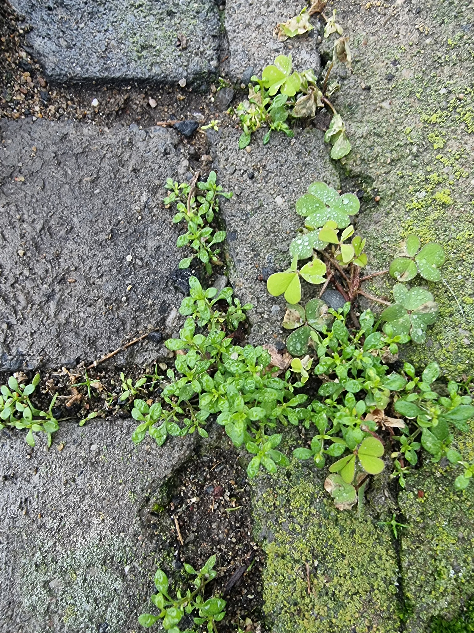 Fourleaf Manyseed (Polycarpon tetraphyllum)