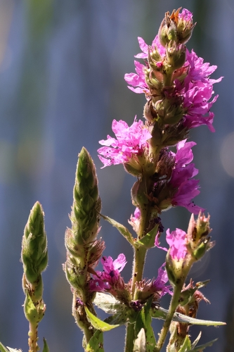 purple loosestrife (Lythrum salicaria)