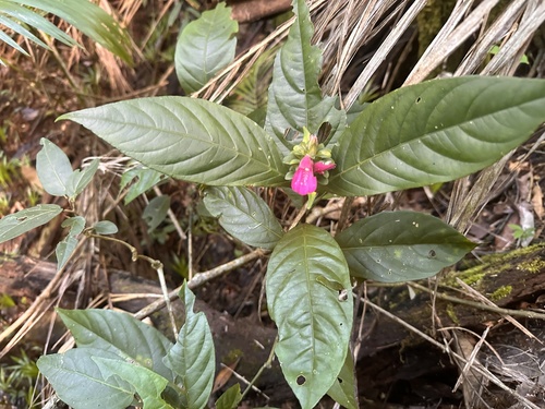 Justicia nodicaulis