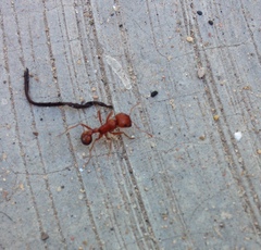Pogonomyrmex californicus