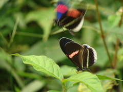 Heliconius erato cyrbia