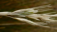 Chionochloa acicularis