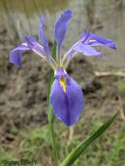 Iris hexagona