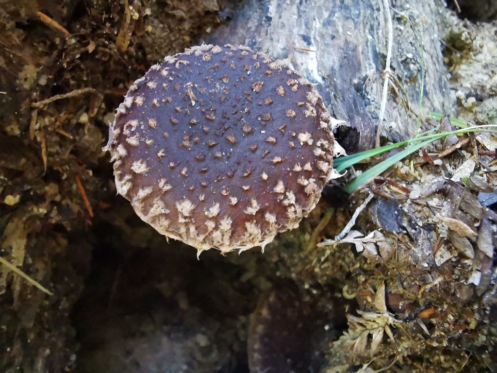 Lentinula novae-zelandiae · April 2026 · photo: © luisa5719 (iNaturalist, cc-by)