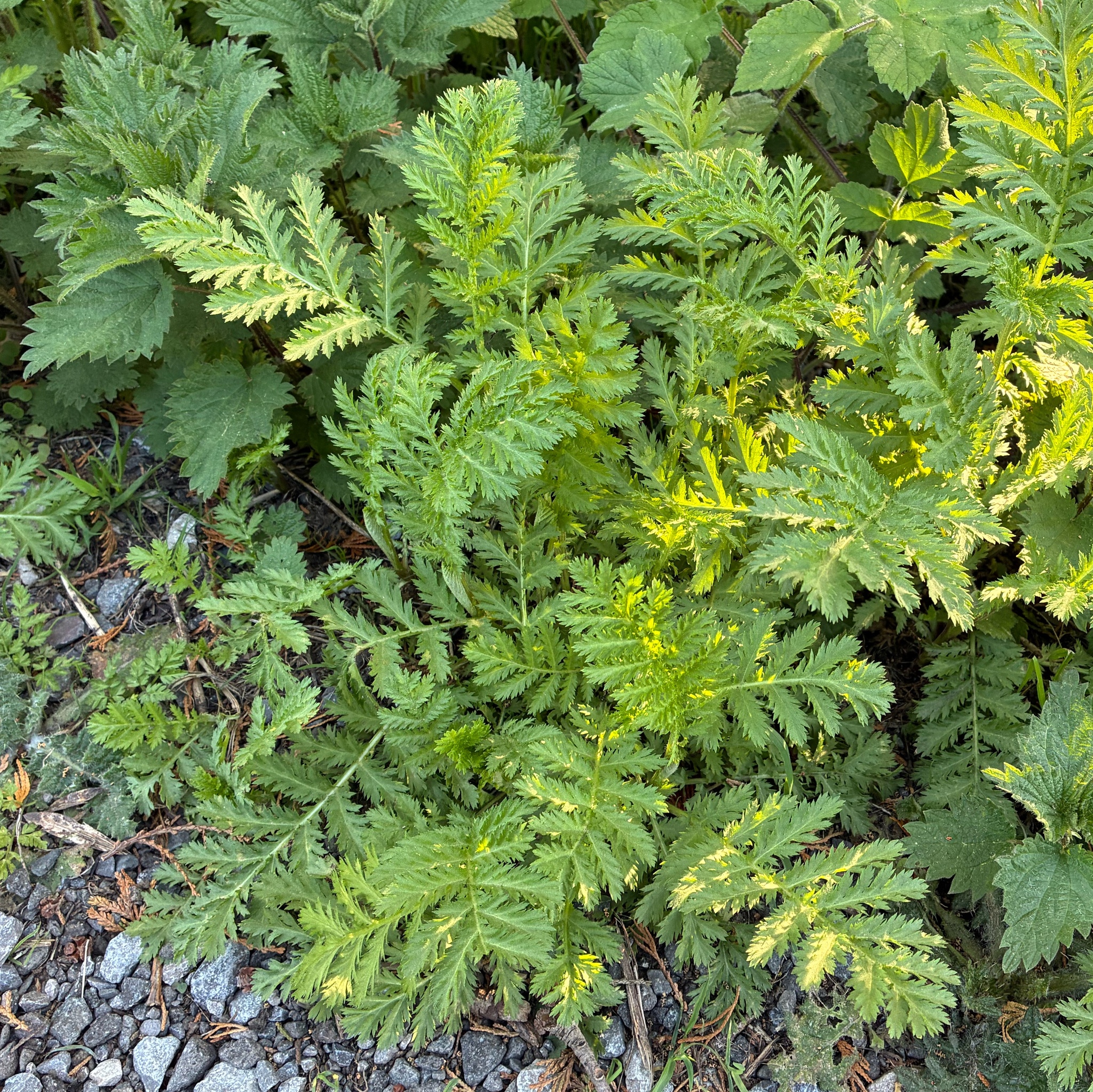 Tansy (Tanacetum vulgare)