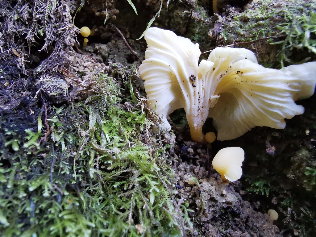 Cantharellus wellingtonensis · April 2026 · photo: © luisa5719 (iNaturalist, cc-by)